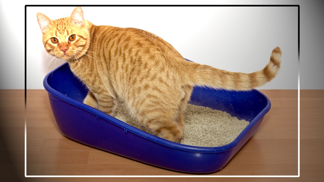 Анализ кала у кошек и собак в Алматы