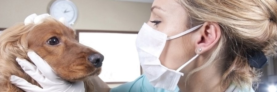 diagnostika zhivotnyh almaty 05