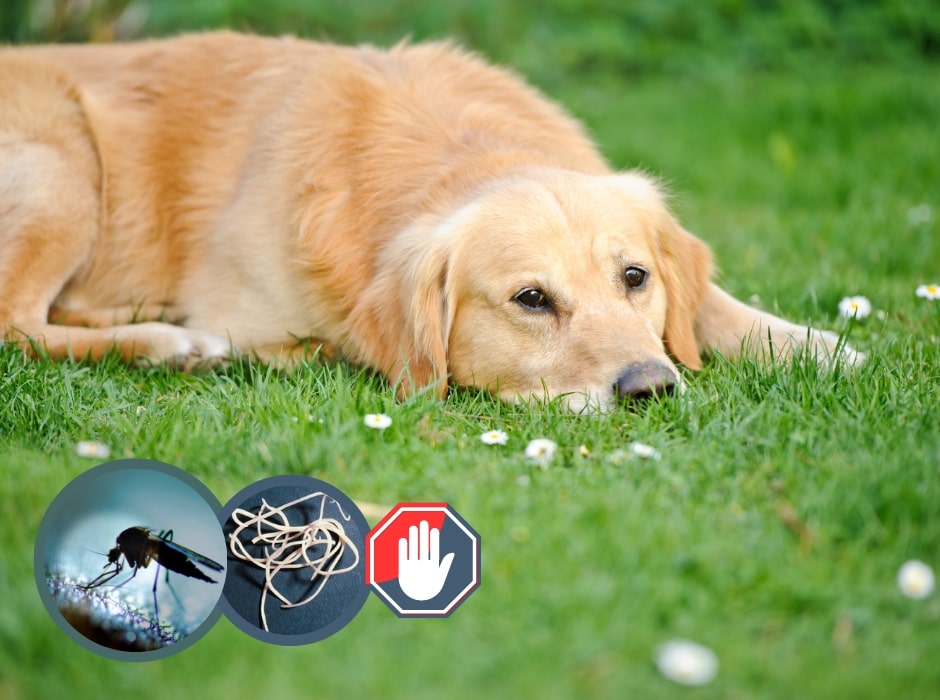 Дирофиляриоз – как понять, что у животного завелись эти паразиты и что делать?