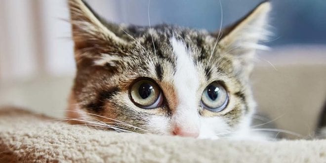 Гормональное обследование кошек