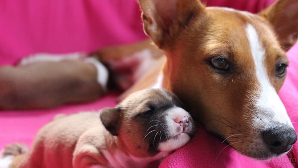 Обследование собак на прогестерон