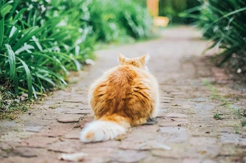 Мочекаменная болезнь у кошек - симптомы и причины 