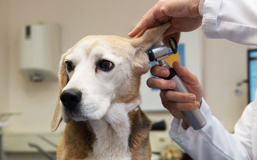 Болезни ушей у собак и кошек. Почему бывает отит у животных, и что делать.