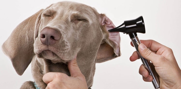 otit zhivotnykh diagnostika 02 1 min