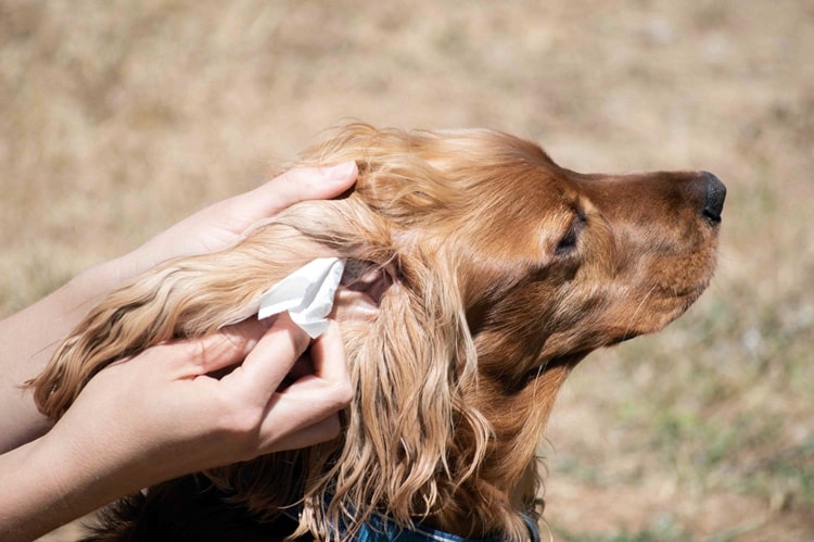 otit zhivotnykh diagnostika 05 1 min