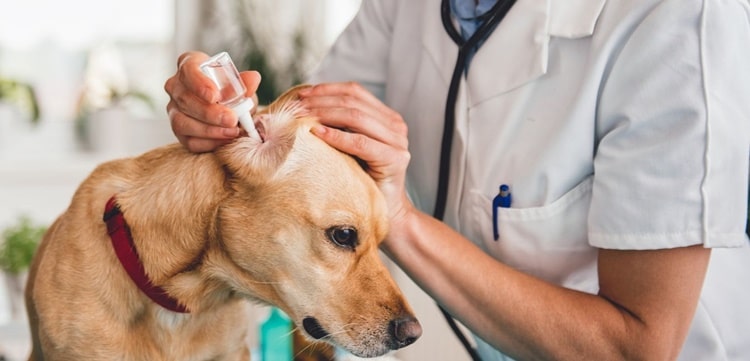 otit zhivotnykh diagnostika 14 1 min