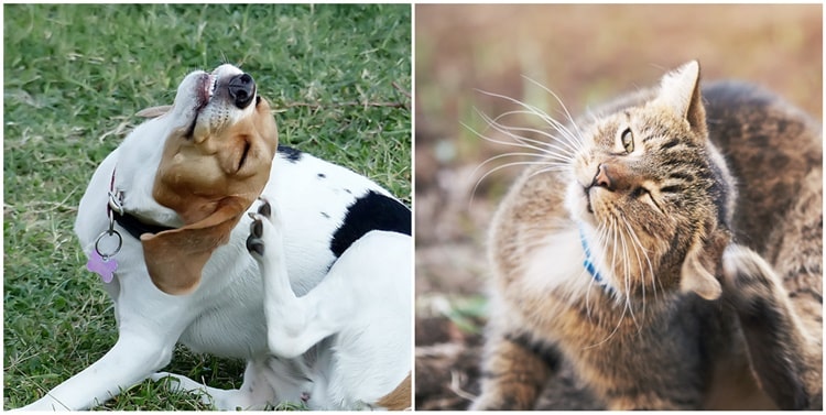 otit zhivotnykh diagnostika 16 min