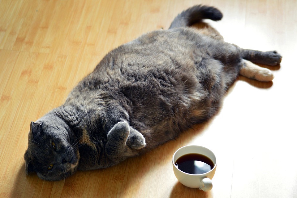 ozhirenie u koshek i sobak 01