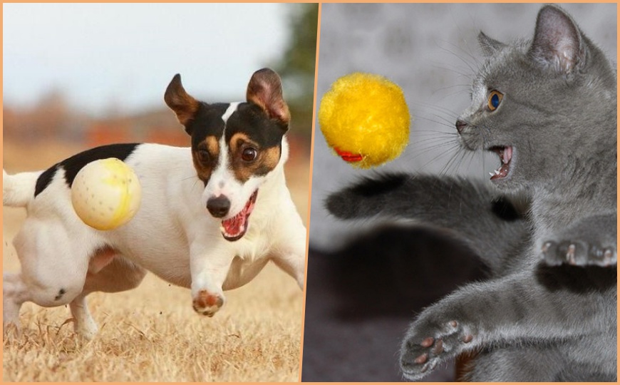 ozhirenie u koshek i sobak 02