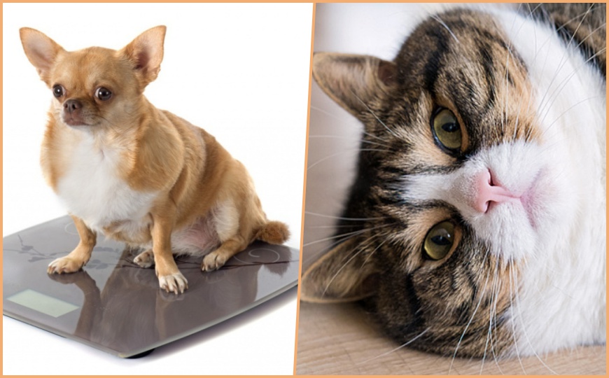 Лишний вес у кошек и собак: причины и лечение