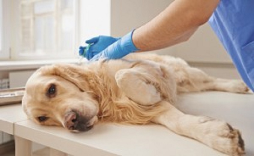 Парвовирус у собак: симптомы и диагностика