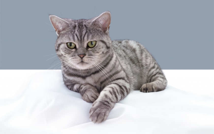 Потеря веса у собак и кошек