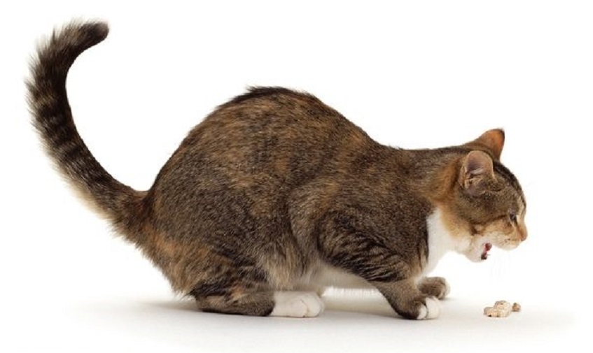 Рвота у кошки или кота - возможные причины