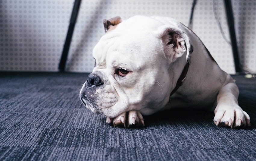 Вниманию хозяев! Тревожные симптомы у домашних животных.