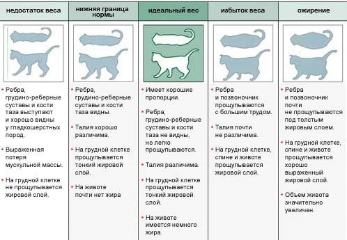 tablitsa vesa koshek