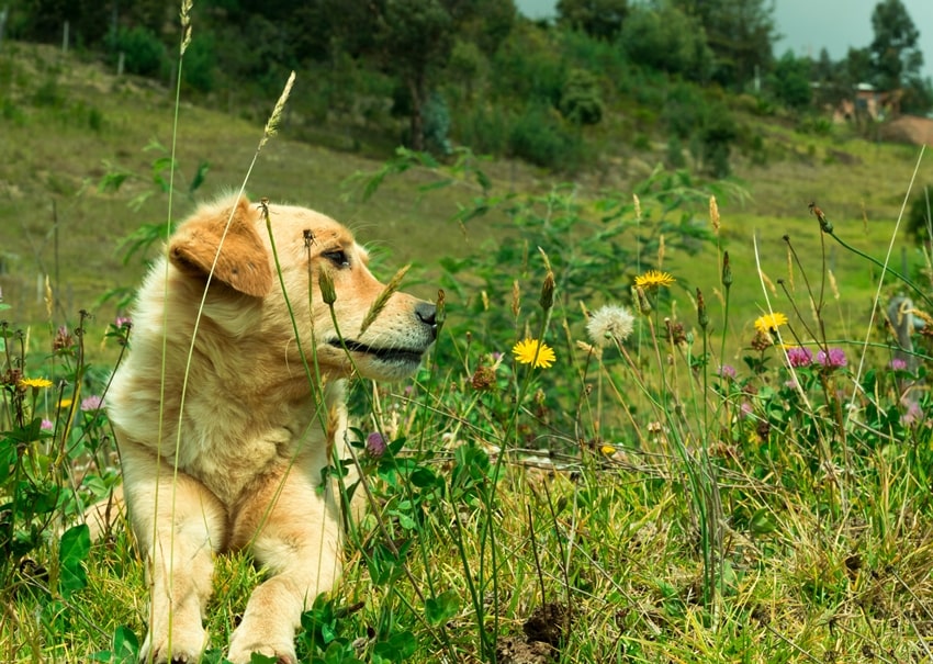 Что делать, если вашу собаку укусил клещ. Как извлечь клеща и обследовать животное.