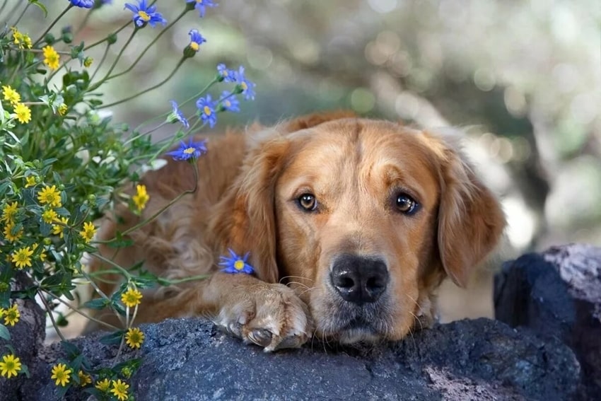 ukus klescha sobaki 09 1 min