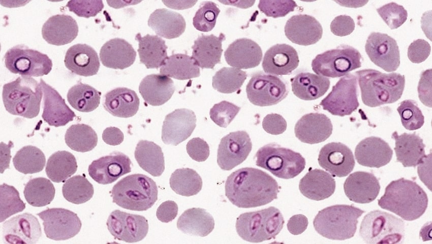 ukus klescha sobaki 14 min