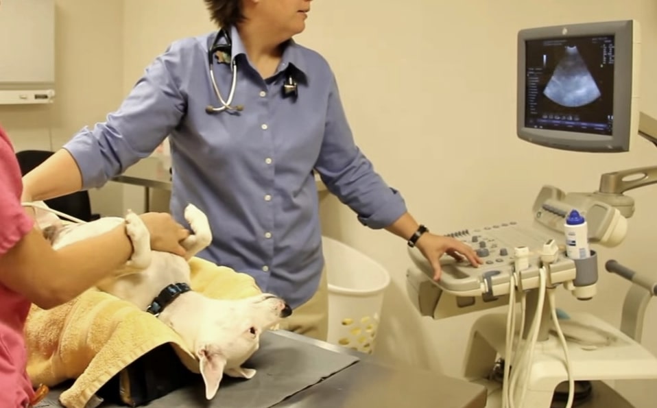 УЗИ сердца животных в Алматы в Центре ветеринарной диагностики "VIVAT".